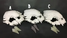 FATALIS MASK BLANK
